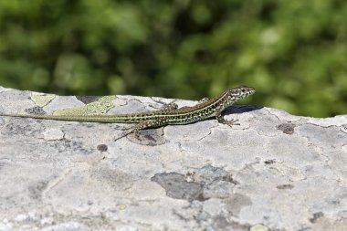 yakın çekim fotoğraf duvar kertenkele adlı bir eski Abbey duvar içinde Fransa 