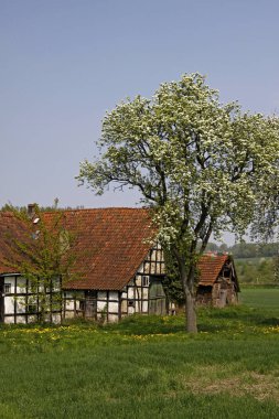 ağaç üzerinde beyaz çiçekli güzel elma çiçeği