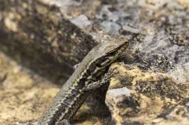yakın çekim fotoğraf duvar kertenkele adlı bir eski Abbey duvar içinde Fransa 