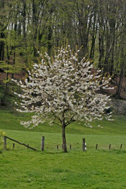 Bahar, Holperdorp, talihsiz Teutoburg ormanı Savaşı, Kuzey Ren Vestfalya, Almanya, Europe kiraz ağacında