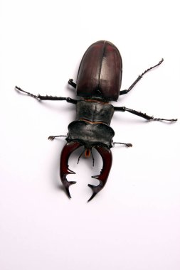 Stag Beetle beyaz arka plan üzerinde izole yakın çekim fotoğraf