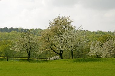 Bahar alan yakın atış