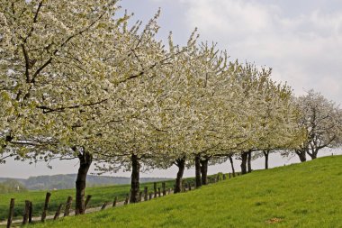Bahar alan yakın atış
