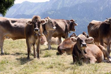 dağda otlayan inekler güneşli gün çayıra 