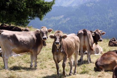 dağda otlayan inekler güneşli gün çayıra 