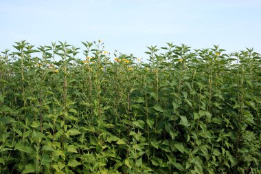 Elması yeşil çayır çiçek blossom ile yakın çekim