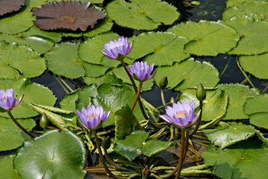 güzel nilüfer çiçekleri su birikintisi yüzeyi 