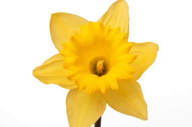 Güzel çiçek yakın atış