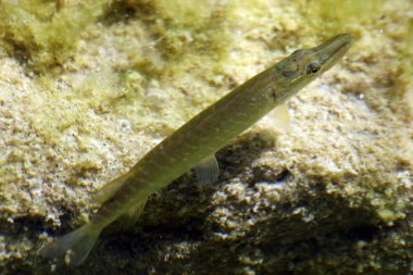 vahşi Pike Predator Kızıldeniz Mısır'ın yakın çekim fotoğraf