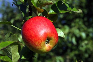 Ağaç dalında kırmızı elma