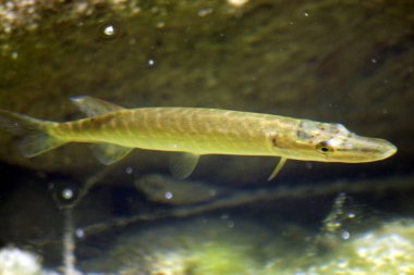 vahşi Pike Predator Kızıldeniz Mısır'ın yakın çekim fotoğraf