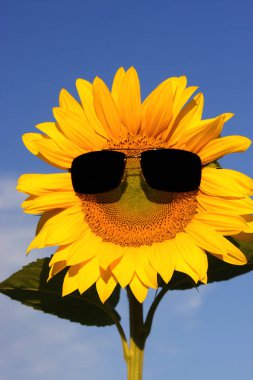 güzel sarı ayçiçeği gökyüzü arka plan üzerine açık güneş gözlüklü Close-Up