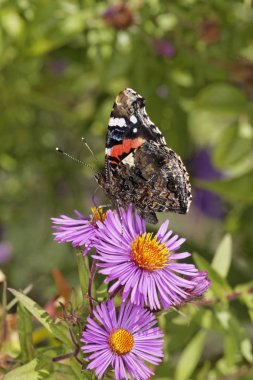 Kırmızı Amiral Vanessa Atalanta Aster Ekim, Almanya, Avrupa'nın üzerinde