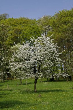 Bahar, hagen, kiraz ağacı Aşağı Saksonya, Almanya, Avrupa