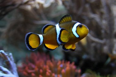 Palyaço balık temiz tuzlu su içinde Close-Up
