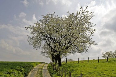 Hagen, Lower Saxony, Almanya ve Avrupa 'da kiraz ağaçlı bir patika