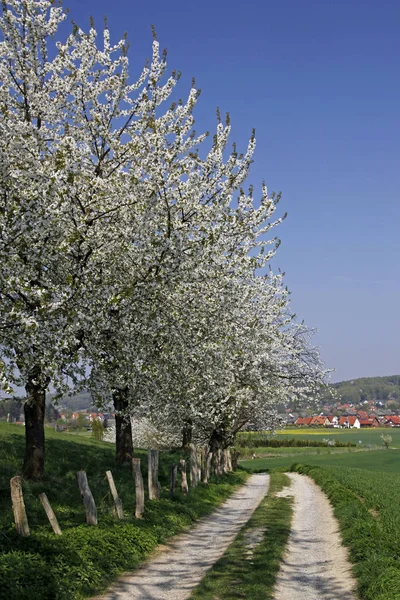유럽에서 나무와 — 스톡 사진