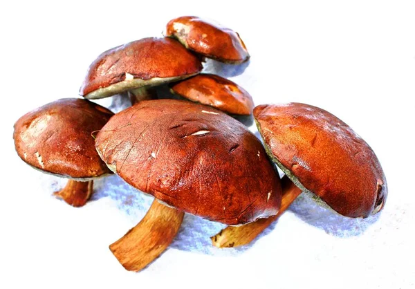 Pile Washed Tasty Mushrooms Close — Stock Photo, Image