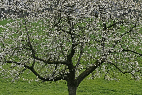Вишневе Дерево Квітні Хаген Osnabruecker Країну Нижня Саксонія Німеччина — стокове фото