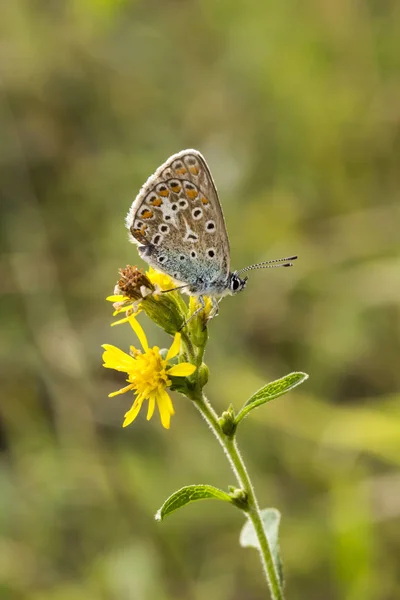 Polyommatus Icarus Mariposa Azul Común Baja Sajonia Alemania — Foto de Stock