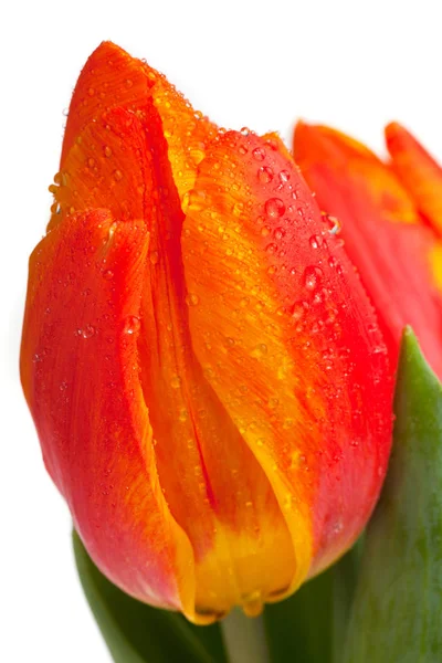 Close Beautiful Blossom Tulip Flower — Stock Photo, Image