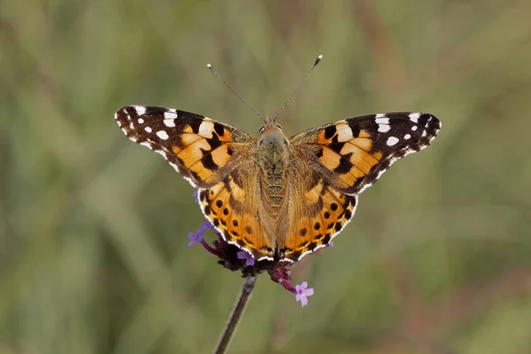 Βαμμένη Πεταλούδα Vanessa Cardui Cynthia Κάρδου Γερμανία Ευρώπη — Φωτογραφία Αρχείου