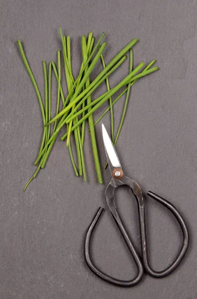 Травяные Ножницы Свежим Луком Листе — стоковое фото
