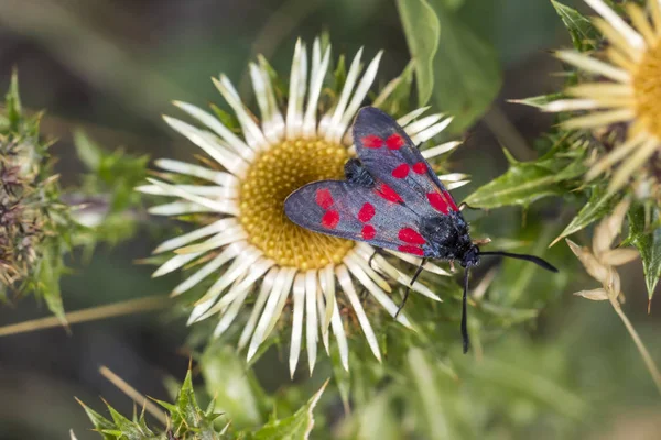 Zygaena Filipendulae Mariposa Burnet Seis Manchas Carline Thistle Carlina Vulgaris — Foto de Stock