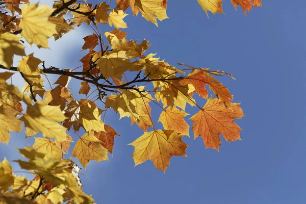 Maple Foglie Primo Piano Colpo — Foto Stock