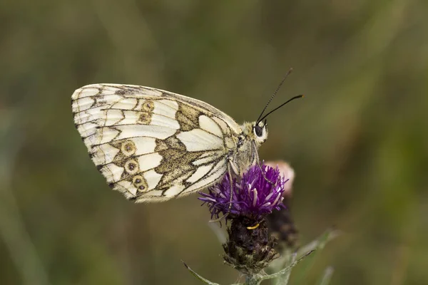 Melanargia Galathea Μαρμάρινο Άσπρο Πεταλούδα Από Χαμηλότερη Σαξωνία Γερμανία — Φωτογραφία Αρχείου