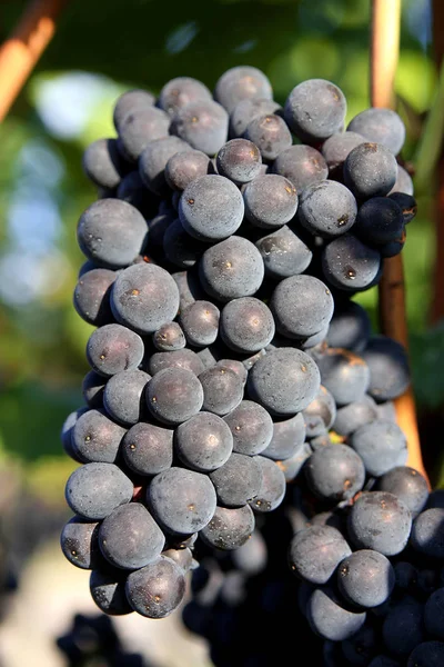 Foto Cerca Frutas Frescas Uvas — Foto de Stock