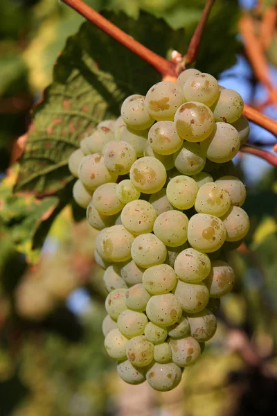 Vino Blanco Uvas Cerca Tiro — Foto de Stock