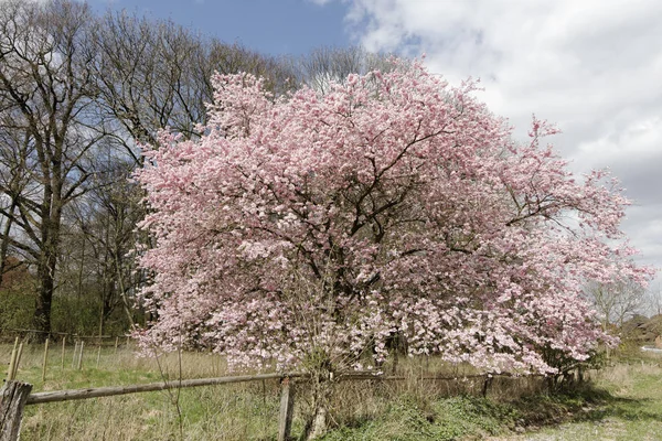 Japanse Kersenboom Het Voorjaar Lagere Saksen Duitsland Europa — Stockfoto