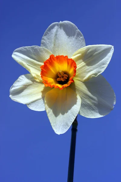 Piękny Kwiat Bliska Strzał — Zdjęcie stockowe