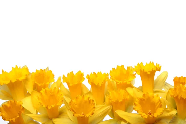 Квіти Нарцисів Крупним Планом — стокове фото