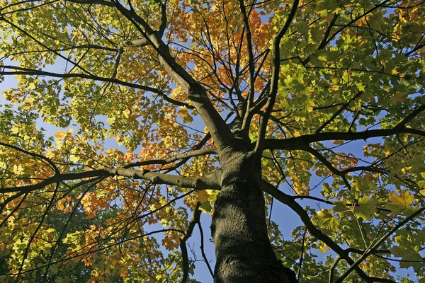 Feuilles Érable Gros Plan — Photo