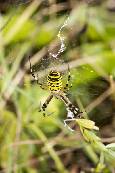 Primer Plano Wespenspinne Argiope Bruennichi Cornacchiaia Con Red — Foto de Stock