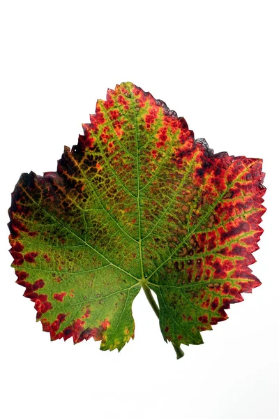 Hösten Färgglada Löv Isolerade Vit Bakgrund Närbild — Stockfoto