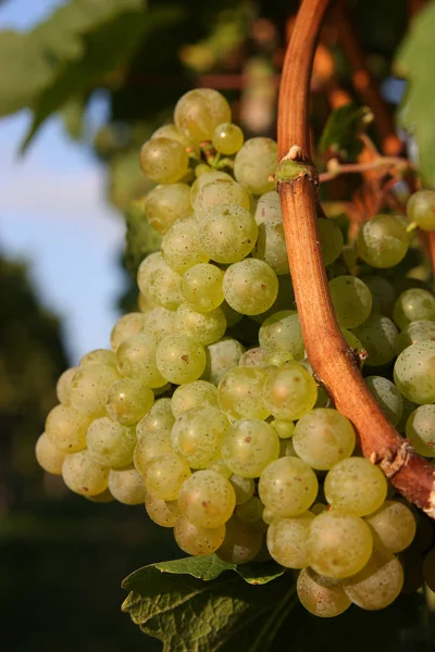 Vino Blanco Uvas Cerca Tiro — Foto de Stock