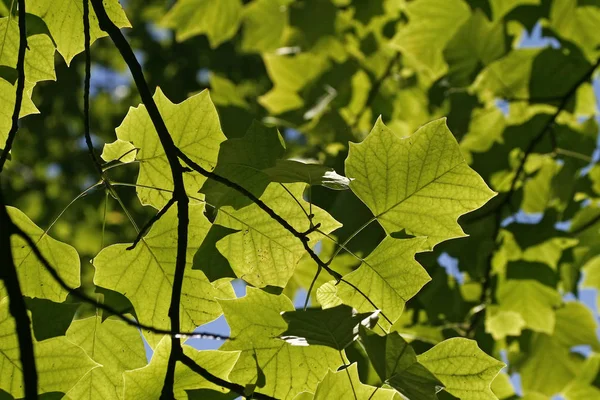 Foto Foglie Verdi Liriodendron Tulipifera Tulipano Sfondo Cielo Blu — Foto Stock