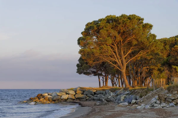 Kiefer Abendlicht Morianischen Strand Moriani Plage Korsika Frankreich Europa — Stockfoto