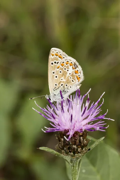 Polyommatus イカルス ドイツ連邦共和国ニーダー ザクセン州から一般的な青い蝶 — ストック写真