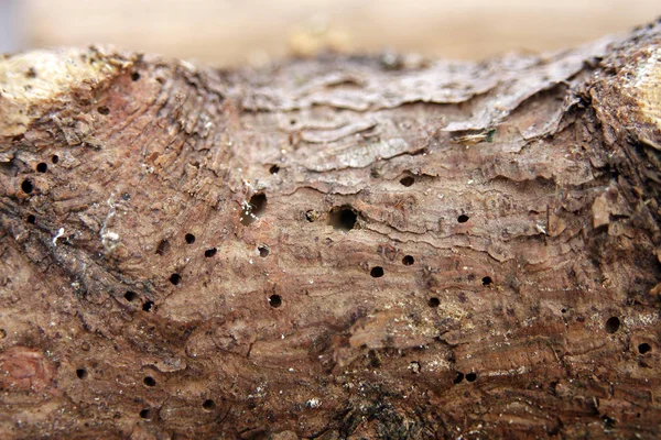穴シロアリと木材の表面のクローズ アップ写真 — ストック写真