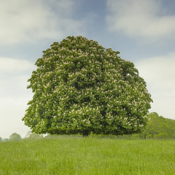 Castaño Indias Aesculus Hippocastanum Mayo Lengerich Renania Del Norte Westfalia —  Fotos de Stock