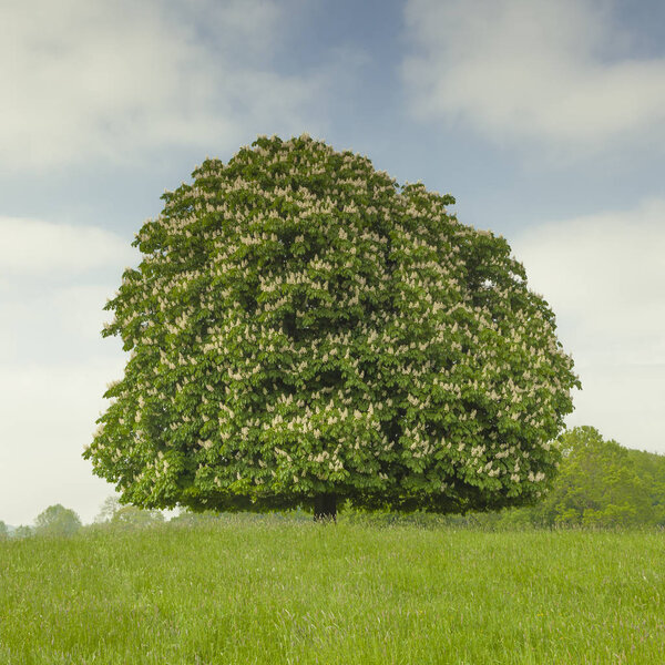 Horse Chestnut Tree Aesculus Hippocastanum In May, Lengerich, North Rhine-Westphalia, Germany 