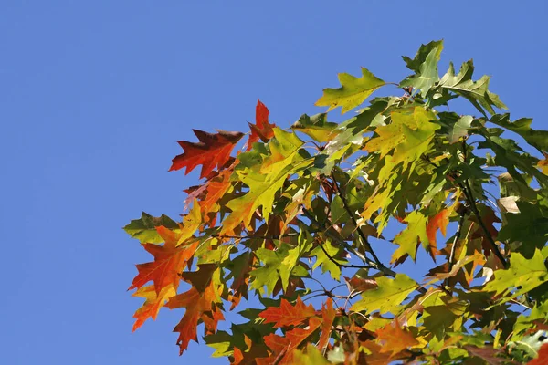 Feuilles Chêne Rouge Nord Automne Basse Saxe Allemagne — Photo