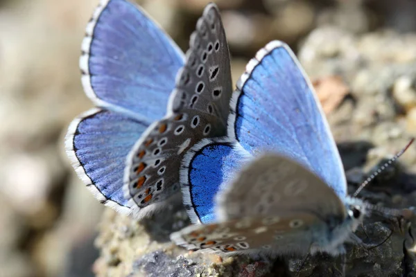 Butterflies Close Shot — Stock Photo, Image