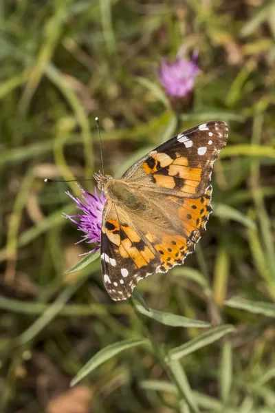 Vanessa Cardui Painted Lady Butterfly Lower Saxony Germany — Stock Photo, Image