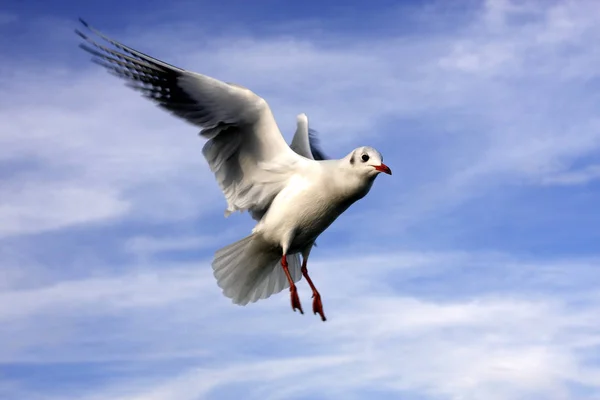 Gros Plan Goéland Argenté Européen Volant Arrière Plan Ciel — Photo