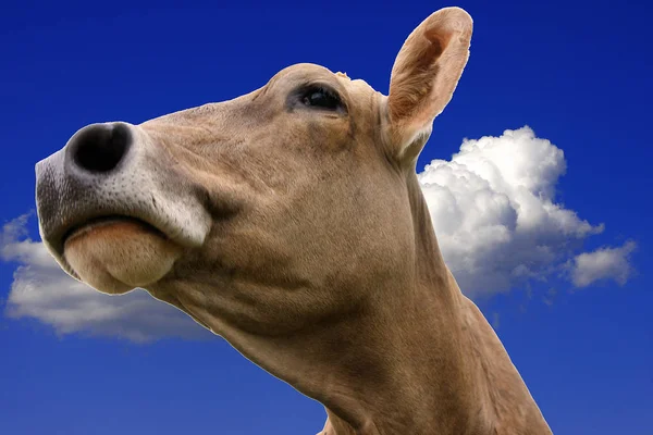 cow head on blue sky background, close-up